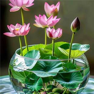 [7 Days to Germinate] Bowl Lotus Seeds Bloom in All Seasons, Hydroponic Water-Grown Green Plants, Water Lilies, Lotus Soilless Potted Florals