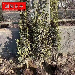 �������S��� �G����ľ�е���G�hֲ�� �������S�����ļ��L��