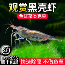 黑壳虾除藻观赏虾淡水鲜活清洁工具耐活冷水小米虾苗樱花虾水晶虾