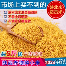 【羊粪种植】新米2024年陕西延安油小米老品种山地香谷米脂5斤