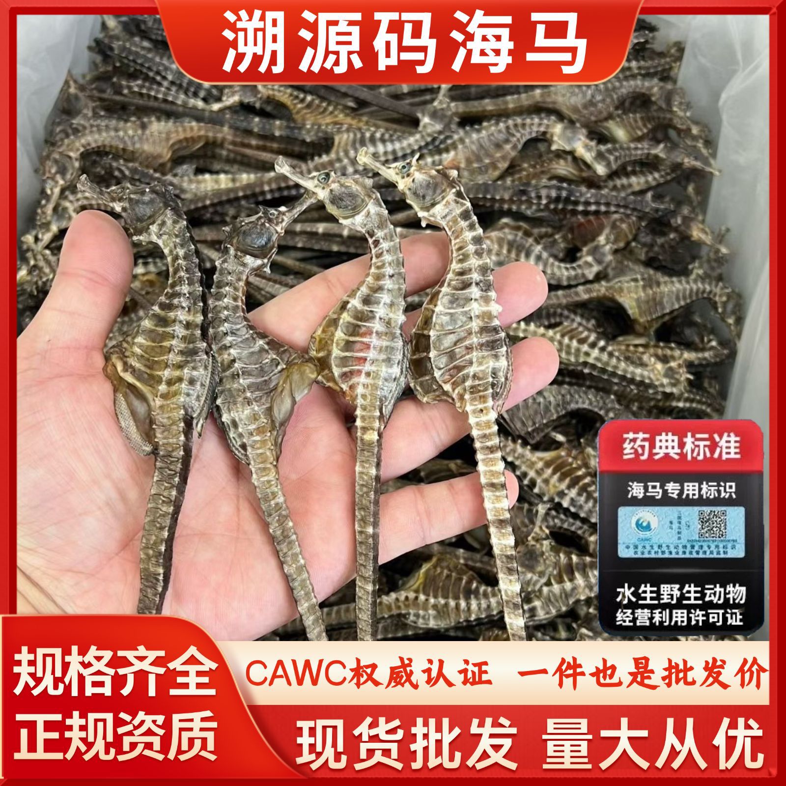 正品溯源码海马水产干货海马干货海马中药材海马泡酒药材煲汤海马