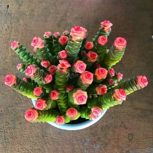 Colorful Money String Multi-Headed Group Succulent Plant Potted Creative Office Desk Green Plants Florals Novice Office