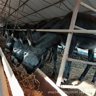 ���H�S�����l ���H�� С�H�r�� �����H�r�� �����H���H��r��