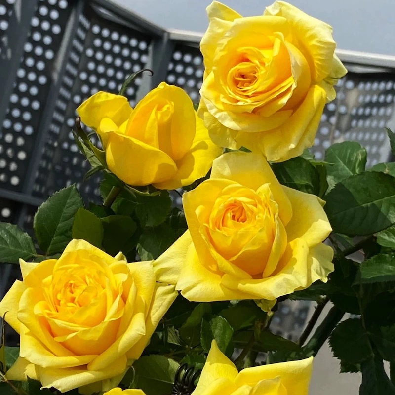 Шотландское масло на балконе Розы в горшке Выращенные Розы, устойчивые к холоду, устойчивые к болезням, устойчивые к болезням