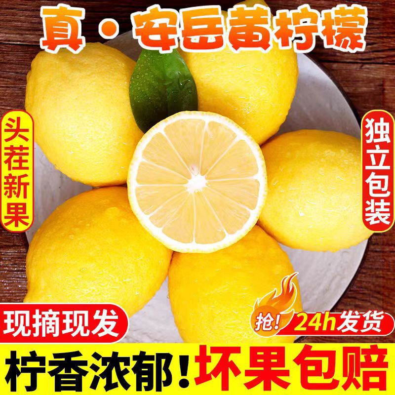 One-Piece Drop-Shipping of an Yue Yellow Lemons, Fresh Ulike Lemons Specifically for Milk Tea Shops, Authentic Guangdong Perfume Lemons