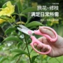 花店不锈钢剪刀修枝剪