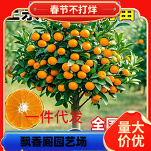 ɳ�ǽۘ�����������Ϸ������Nֲ���Ә���̽۹������޽�ɰ����