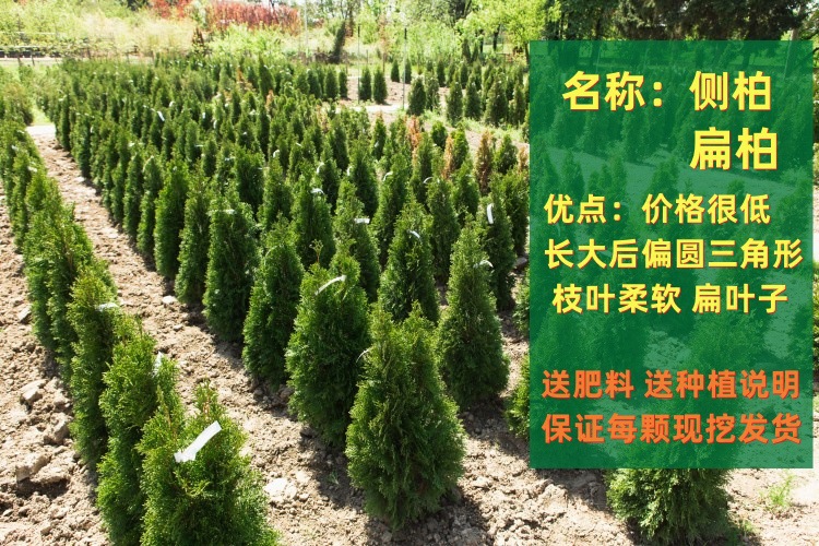 Platycladus arborvitae/Platycladus arborvitae는 80cm 이상이므로 좋은 나무가 토양과 함께 나오도록 보장합니다.