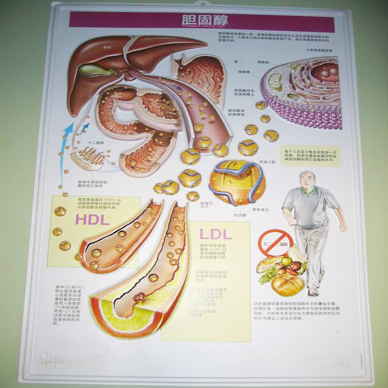 PVC医学挂图可悬挂立体海报0.35mm厚PVC医用PVC悬挂图谱彩印PP墊