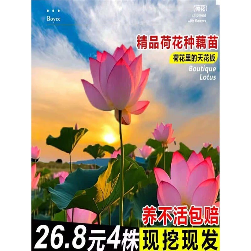 Декоративные семена лотоса в горшках, саженцы лотоса для водного культивирования, съедобные семена лотоса, семена водяной лилии, гидропонные растения для пруда