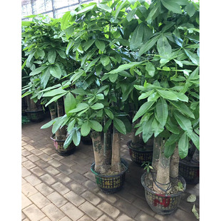 �����߰lؔ�����ԾGֲ ����� �R������ �҃��k���@ˇ����ֲ��