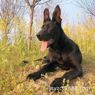 ���N������Ȯ���w�������Aī����ǿ����o�lȮ����Ȯ����С������