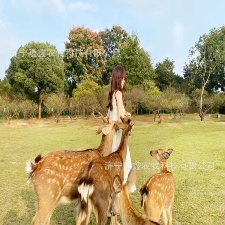 Выставка по прокату пятнистых оленей в Касима Олень