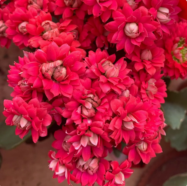 Semillas de flores de larga vida, plantas en maceta en el balcón interior y exterior, flores fáciles de vivir, semillas de flores silvestres en todas las estaciones