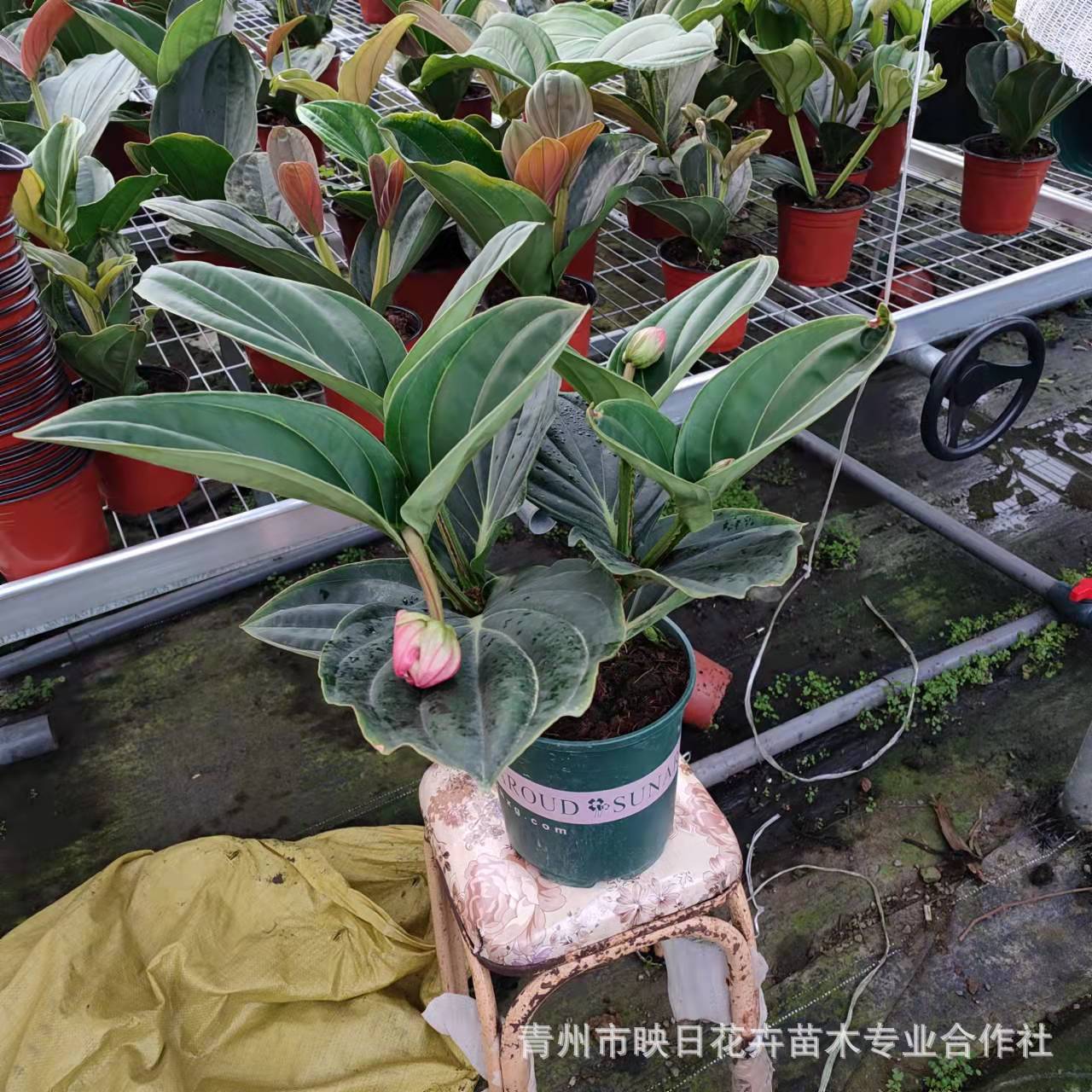 6851119da5da5dce2d41295a9bf7e7