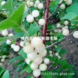 �޽Ӱ�����Ҙ����ͺ�Ұ����������ҿ���ë�������ϱ�������Y��