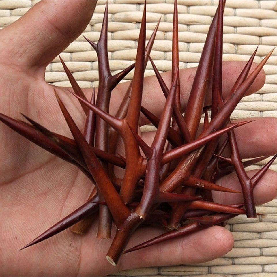 Dried Gleditsia Thorn Slices Zao Jiao Ci 500g Traditional Chinese Herbal Decoction Pieces quality and texture