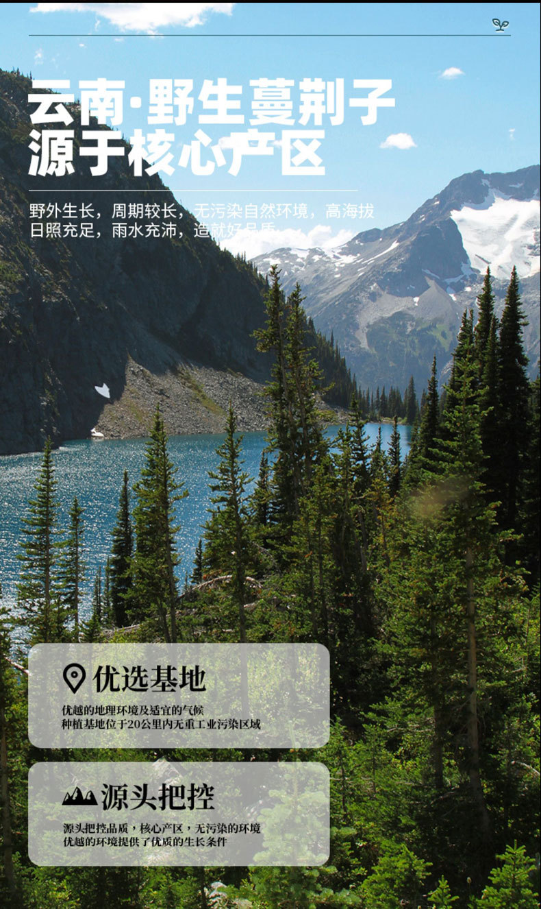 Man Jing Zi (Vitex trifolia) — Dried Fruit of the Chaste Tree for TCM Wind-Heat Formulas overview
