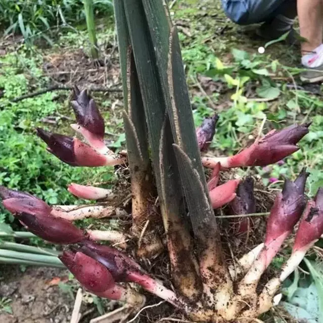 野生现挖洋荷苗阳荷种根种苗洋火姜种子根四季蔬菜盆栽苗南北种植