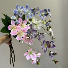 ����3D���z������滨��c�廨�b�피Ҿ�ܛ�b�������Ļ��O����