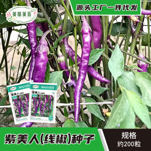 Purple Long Line Pepper Seeds, Pepper Seeds, Extended Thin-Skinned Soft-Skinned Peppers, Four-Season Early-Maturing Potted Spicy Taste, Good Taste