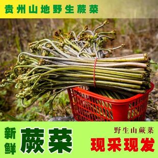 �Ćΰ��r ާ��  �F�����rҰ��  ȭ�^��  ؈צ��  �F�ɬF�l