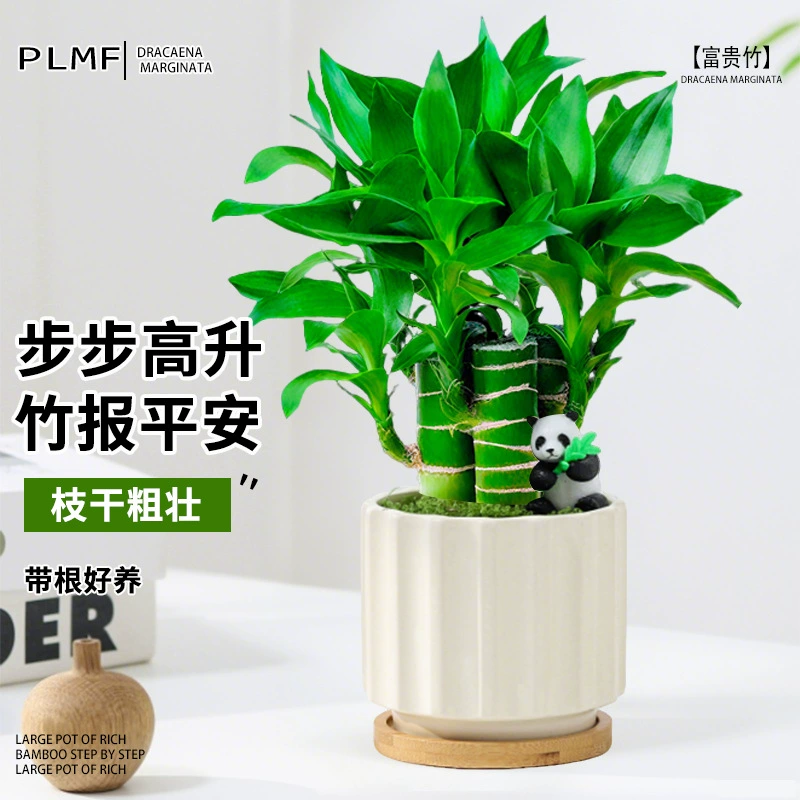 Богатое бамбуковое гидропонное растение для дома, привлекающее удачу, бамбуковое растение в горшке Wenchang, бамбуковый кремовый стиль, настольное зеленое растение, украшение