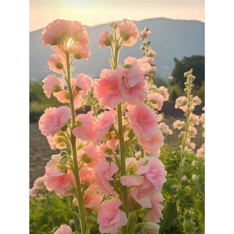 Double-Flowered Hollyhock Seeds Are Suitable for Courtyard Community Gardens to Sow and Bloom in All Seasons. Outdoor Easy-To-Live Flower Seeds Double-Flowered Hollyhock Seeds Are Suitable for Courtyard Community Gardens to Sow and Bloom in All Seasons. Outdoor Easy-To-Live Flower Seeds