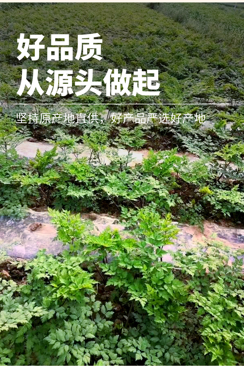 Dang Gui Slices (Angelica sinensis) — Dried Dong Quai Root Slices for Soup & Tea key features