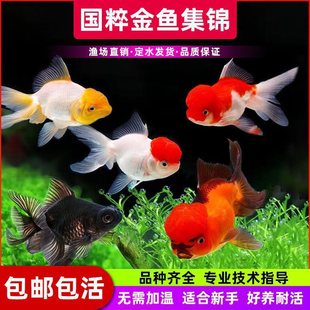 ���~�^�p�~���~���B�ͻ�С���~�m�۵�β�Q피t���{�\���t���~��