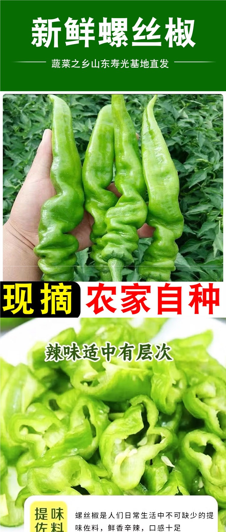 薄皮螺丝椒500g新鲜香辣皱皮辣椒新鲜农家自种青椒香辣薄皮螺旋椒-阿里巴巴