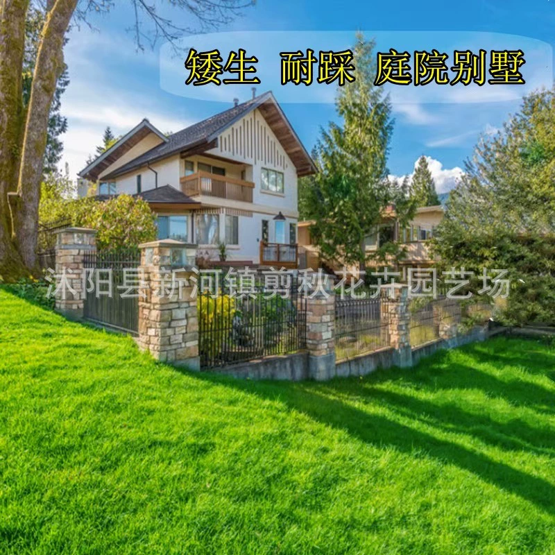 Слабый ползучий режа импортированный флумом трамплин виллы двора семени лужайки семени травы озеленяя вечнозеленый низкий устойчивый