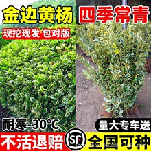 ��߅�S������辰�����S����������ͥԺ�����ļ��G���@�ֹ�����ľ