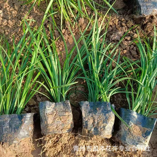 Thin-Leaf Ophiopogon Japonicus Seedlings, Winter Lawn Community Landscape Cold-Resistant Greening Seedlings, Perennial Flower Seedlings, Base Production