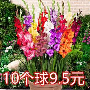 Gladiolus Bulbs Imported Gladiolus Seeds Are Simple and Easy to Live Indoor Potted Florals and Courtyard Ground Plant Bulbs