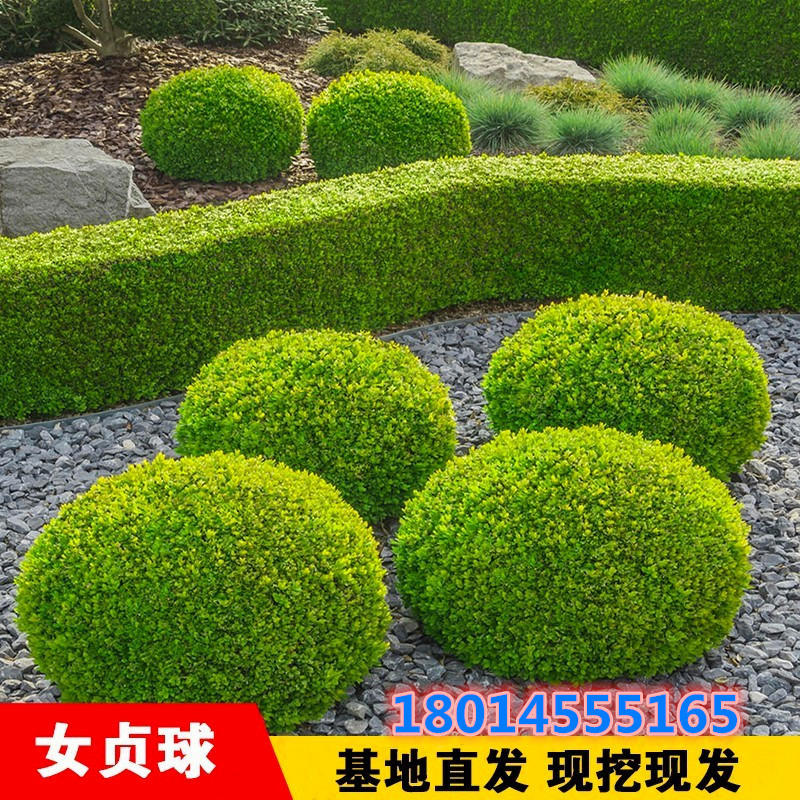 批发金叶女贞苗金黄女贞树苗庭院金森女贞球小苗小叶女贞红花檵木