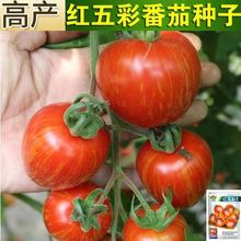 �t��ʷ��ѷN�ӼtƤ��N�ѾG�������ʷ������t��ɳȿ�߲˷N��