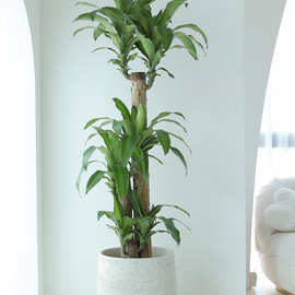 巴西木大盆栽幸运木客厅旺宅绿植大型室内阳台植物办公室好养长青