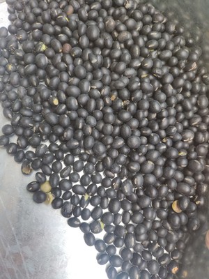 厂家批发熟黑豆绿仁常年批发炒货五谷杂粮各种杂粮