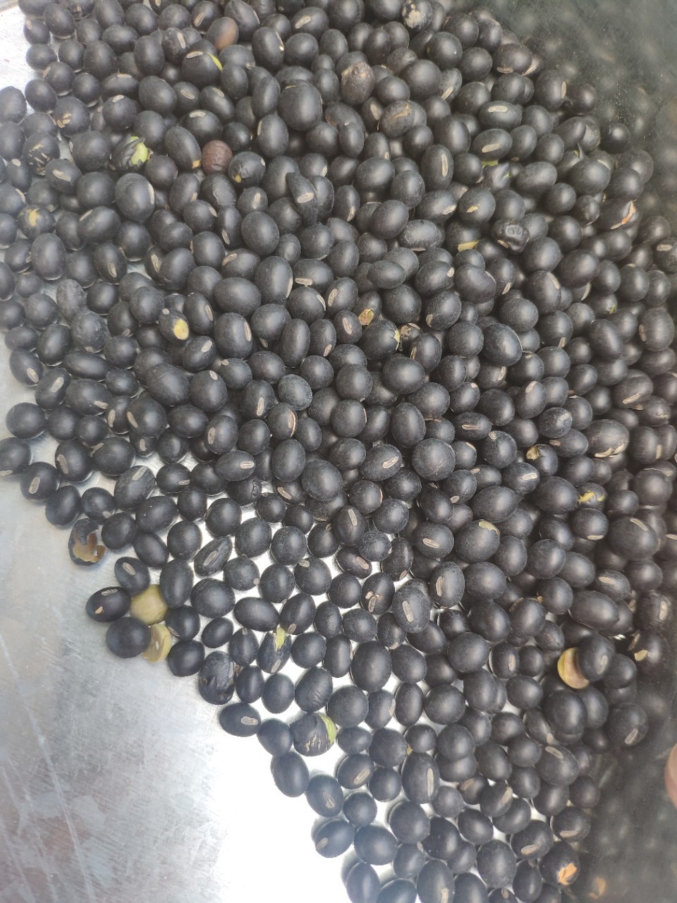 厂家批发熟黑豆绿仁常年批发炒货五谷杂粮各种杂粮