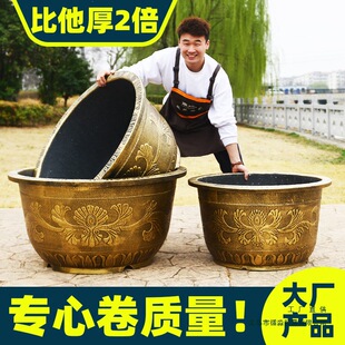 �ش�Ӻ����z����73cm����Nֲ���͘����F��ɻ���