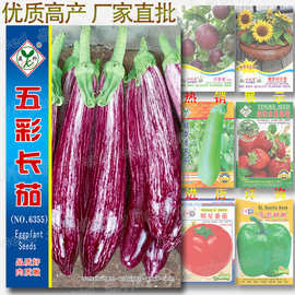 约100粒五彩长茄种子 玉兔彩茄彩色紫红紫霞条纹东北茄子种子批发