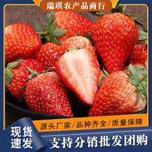 山东奶油草莓当季水果早期草莓顺丰包邮产地直发奶油草莓一件代发
