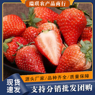 ɽ�|���Ͳ�ݮ����ˮ�����ڲ�ݮ��S���]�a��ֱ�l���Ͳ�ݮһ�����l