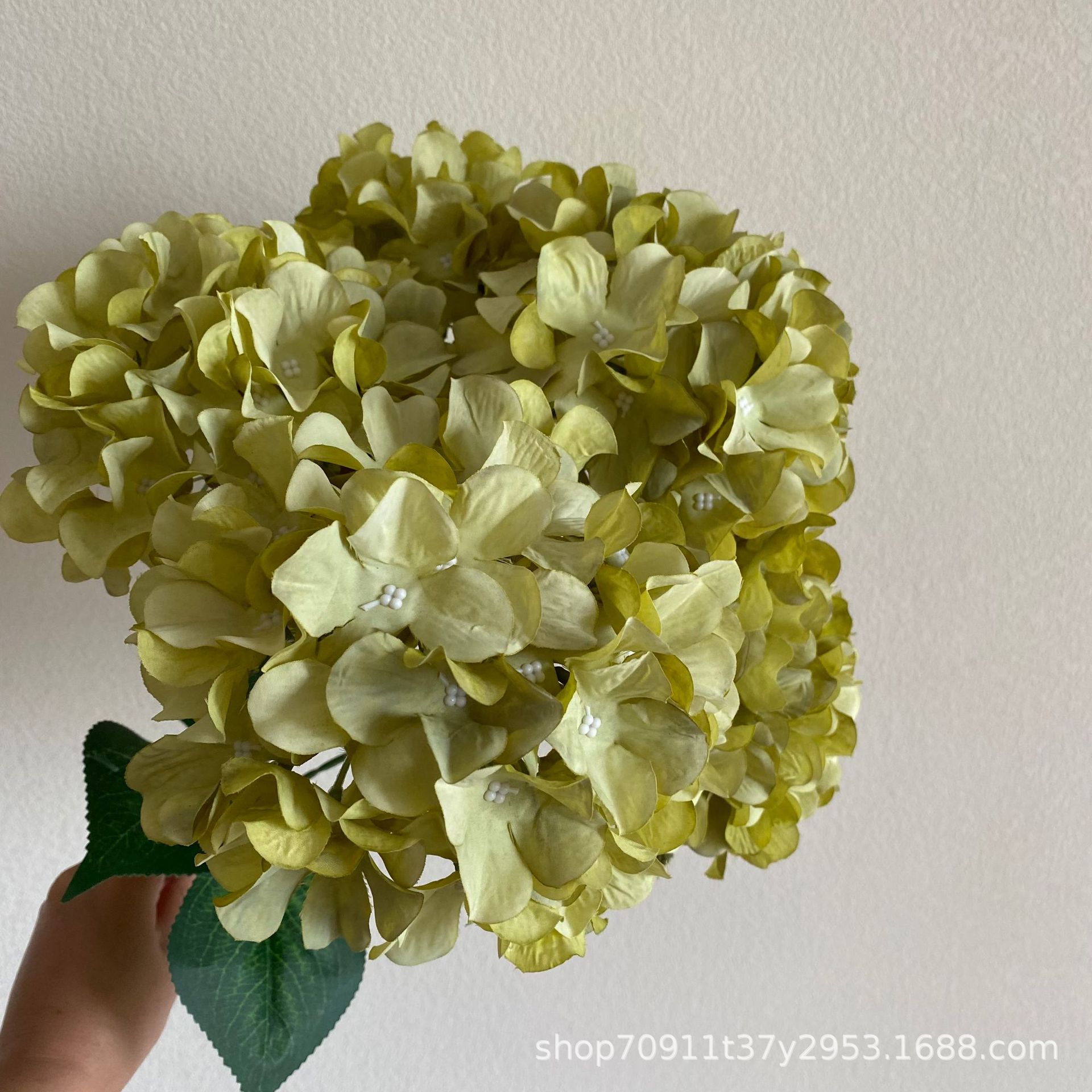 5송이 수국 연한 녹색