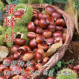 Honey Ball Chestnut Saplings Grafted Chestnut Wind Millet Millet Saplings Pink Chestnut Fruit Saplings Planted North and South Dry Fruit Saplings