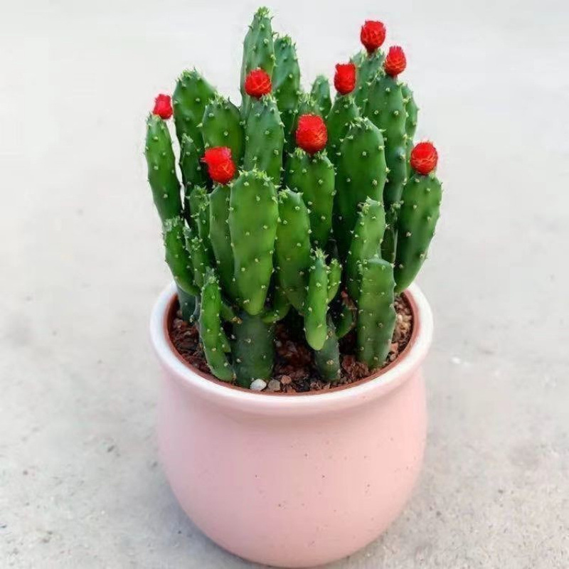 Fortune-Attracting Money Tree Cactus, Succulent Money Tree Potted Plant for Indoor Office Desk, Purifies the Air