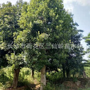 ����������������Ϟ�÷ ���÷��r�� �Ԯa���N ���΃���