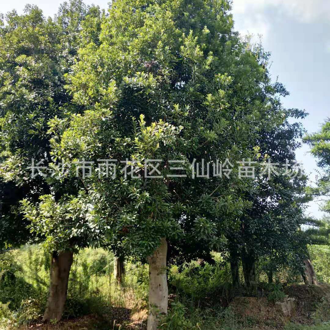 本苗场大量供应湖南乌梅 大杨梅树价格 自产自销 树形优美