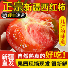 新疆西红柿沙瓤番茄胜普罗旺斯小草莓柿子生吃水果新鲜自然熟顺丰